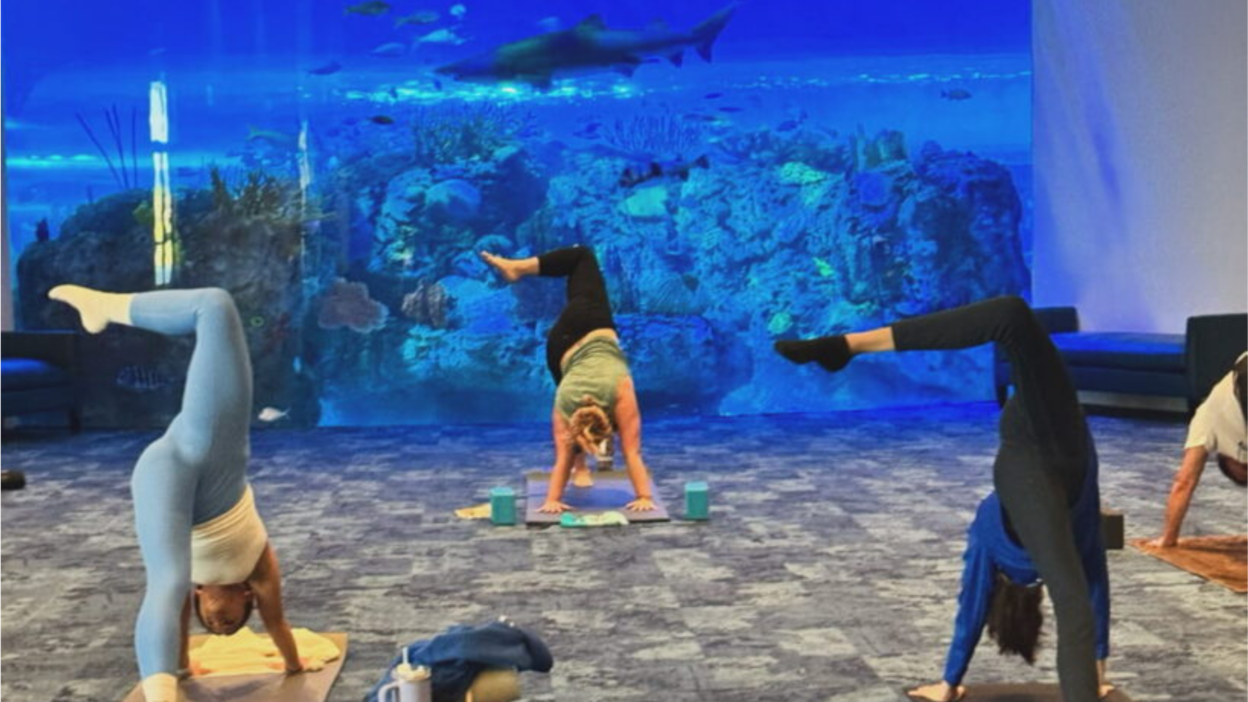 SEArenity Flow: Morning Yoga at Mote SEA