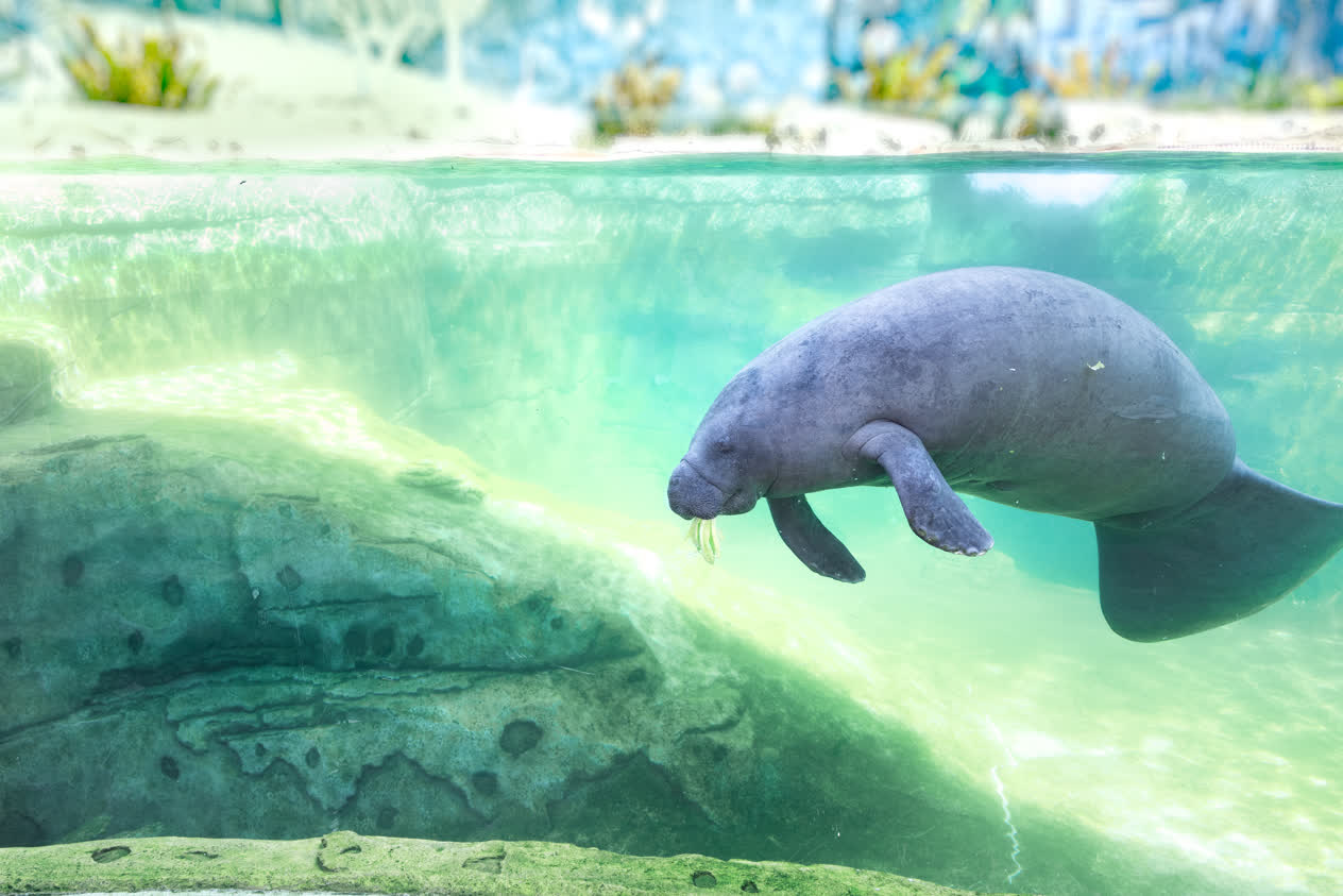 SEA & Savor: Moonlight & Manatees at Mote SEA